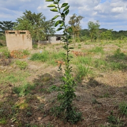 10 Tanz 24 Trees Plant 1.jpg